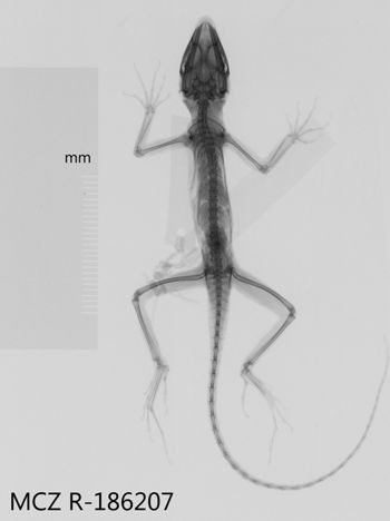 Media type: image;   Herpetology R-186207 Aspect: dorsoventral x-ray